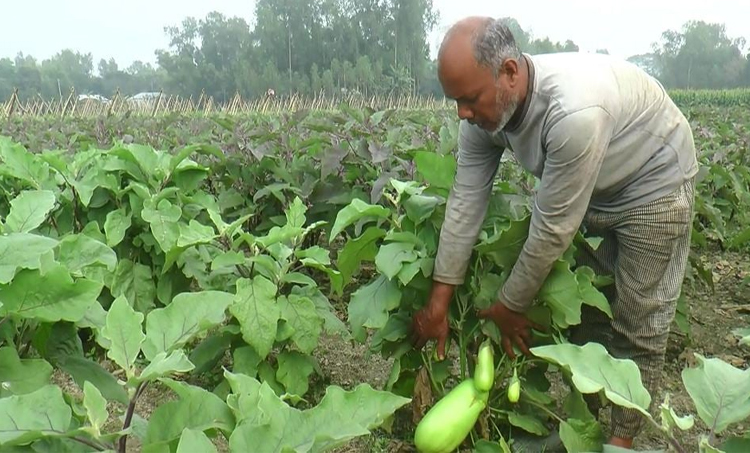 টাঙ্গাইলের নিরাপদ সবজি বিদেশে রফতানির উদ্যোগ