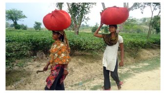 বঞ্চনা আর বৈষম্যে কাটছে নারী চা শ্রমিকদের জীবন