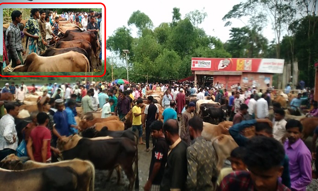 ঈদুল আযহার আর মাত্র কয়েকদিন বাকী-গোয়াইনঘাটে জমে উঠেছে পশুর হাট