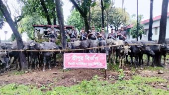 জৈন্তাপুর সীমান্তে বিজিবির অভিযানে ৩২ টি ভারতীয় মহিষ আটক