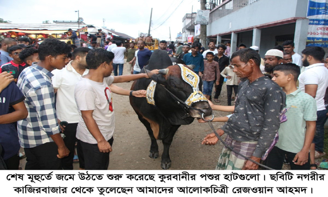 সিলেটে কোরবানির হাটে জমজমাট কেনাবেচা, তুঙ্গে মাঝারি গরুর চাহিদা