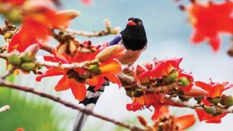 আজ পয়লা ফাল্গুন, বসন্ত এসে গেছে…