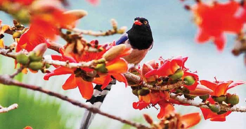 আজ পয়লা ফাল্গুন, বসন্ত এসে গেছে…