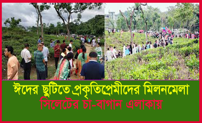 ঈদের ছুটিতে প্রকৃতিপ্রেমীদের মিলনমেলা সিলেটের চা-বাগান এলাকায়