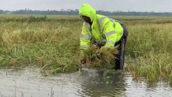 বিপৎসীমার ওপরে জুড়ী নদীর পানি, বাড়ছে হাওরের পানিও