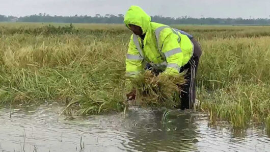 বিপৎসীমার ওপরে জুড়ী নদীর পানি, বাড়ছে হাওরের পানিও