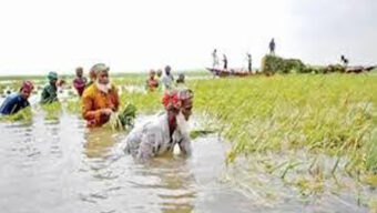 হবিগঞ্জে তলিয়ে গেছে পাঁচ হাজার হেক্টর জমির ধান