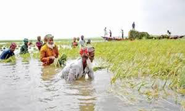 হবিগঞ্জে তলিয়ে গেছে পাঁচ হাজার হেক্টর জমির ধান