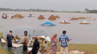 সুনামগঞ্জে বিভিন্ন হাওরের বৃষ্টিতে ডুবছে পাকা ধান, হাওরজুড়ে হাহাকার