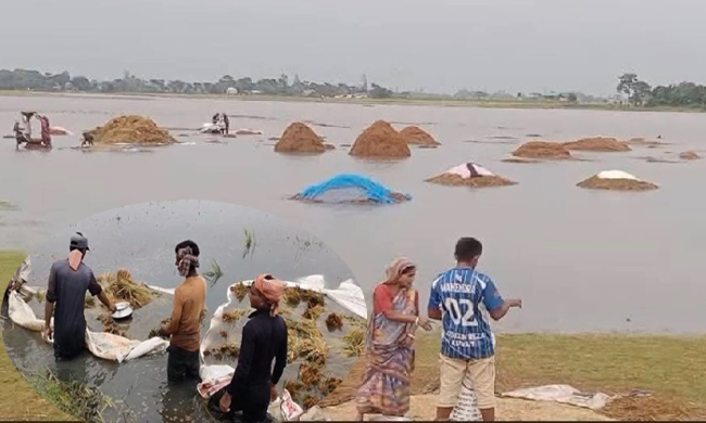 সুনামগঞ্জে বিভিন্ন হাওরের বৃষ্টিতে ডুবছে পাকা ধান, হাওরজুড়ে হাহাকার