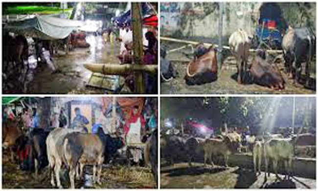 বৃষ্টির কারণে কোরবানির পশুর হাটে ধীরগতি, বিপাকে ক্রেতা-বিক্রেতা