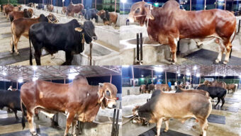 সিলেট আলাদীন ফার্ম হাউজে কোরবানির গরু বিক্রি কার্যক্রম চলছে