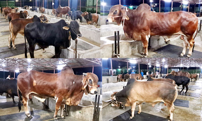সিলেট আলাদীন ফার্ম হাউজে কোরবানির গরু বিক্রি কার্যক্রম চলছে