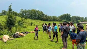 বজ্রপাতে মারা গেলো ১৩ গরু ও ১ মহিষ, বিপাকে দরিদ্র চা শ্রমিকরা