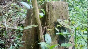 লাউয়াছড়া উদ্যানের গাছ পাচারের অভিযোগ, তদন্তের আশ্বাস ইউএনও’র
