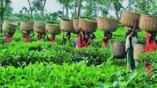 সিলেটে উৎপাদন খরচের চাপে চা-শিল্প-হিমশিম খাচ্ছে বাগান কর্তৃপক্ষ