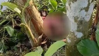 হবিগঞ্জে বড় ভাইয়ের ছুরিকাঘাতে ছোট বোন নিহত