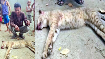 বাঘ ভেবে মেছোবিড়াল পিটিয়ে হত্যা : জৈন্তাপুরের পর গোয়াইনঘাটেও বন্যপ্রাণী নিধন