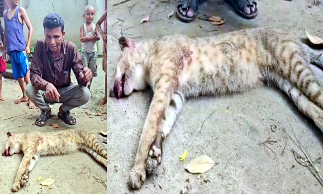 বাঘ ভেবে মেছোবিড়াল পিটিয়ে হত্যা : জৈন্তাপুরের পর গোয়াইনঘাটেও বন্যপ্রাণী নিধন